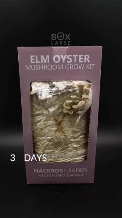 A Timelapse of a mushroom grow kit