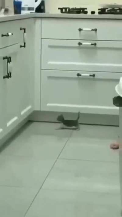 to make it to the countertop