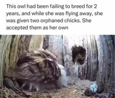 This is so beautiful! Love of a mother is so natural to almost all creatures it&acirc;s beautiful
