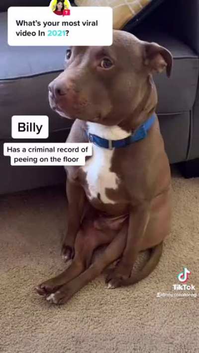 skary doggo