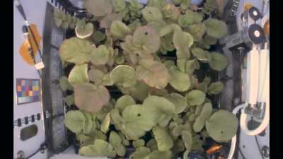 Radishes Growing in Space: 27 Days in 10 Seconds