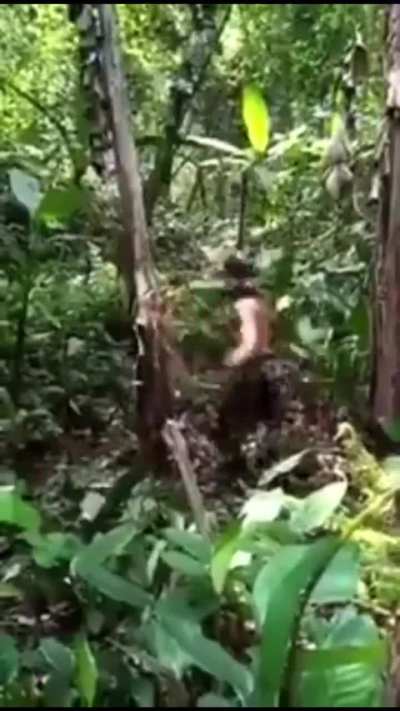 Man vs Tree