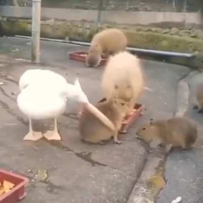 Esse pelicano tenta comer uma beb&ecirc; capivara, vendo que n&atilde;o consegue entra em uma crise existencial