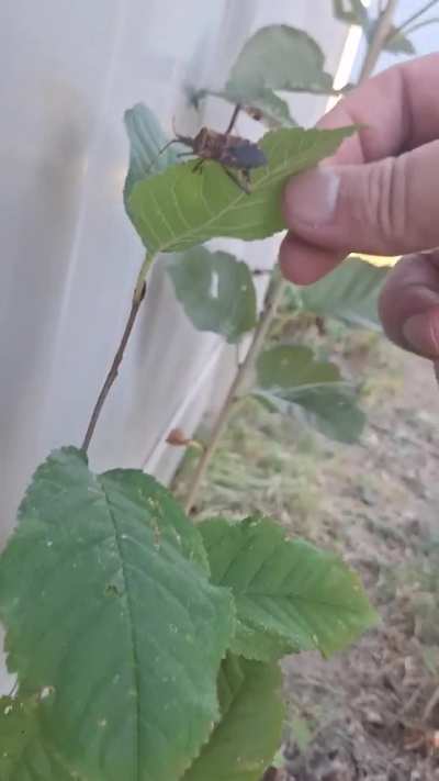 Have you ever seen this bug before?