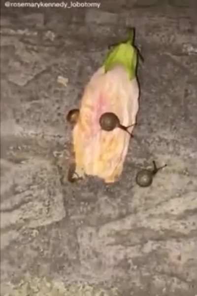 Look this snails