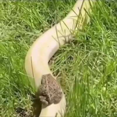 Nature's train