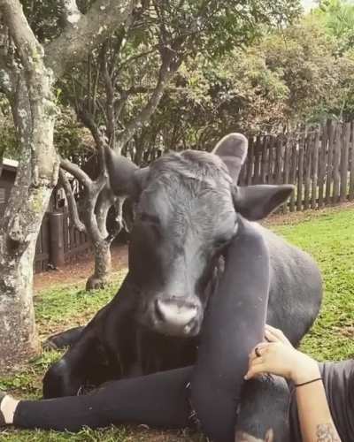 How do you cuddle human again? Is this right?