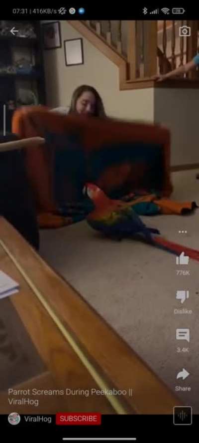 Parrot screaming