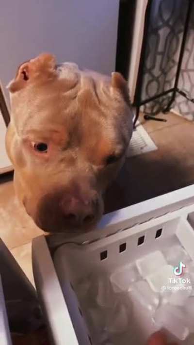 he loves ice
