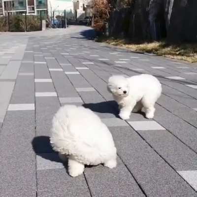 Flying fluffy dogs
