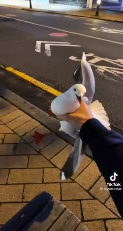Where did you get that