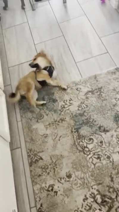 An older video of when I first put on his Ruffwear harness&hellip; I don&rsquo;t think he liked it at first&hellip;.