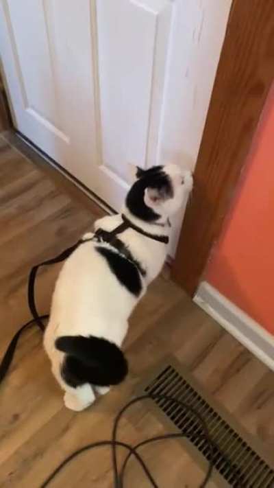 For those who liked Siri&rsquo;s yelling, here&rsquo;s her big brother Binx yelling to get his daily walk!