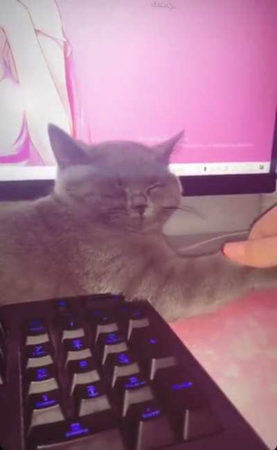 translucent cat