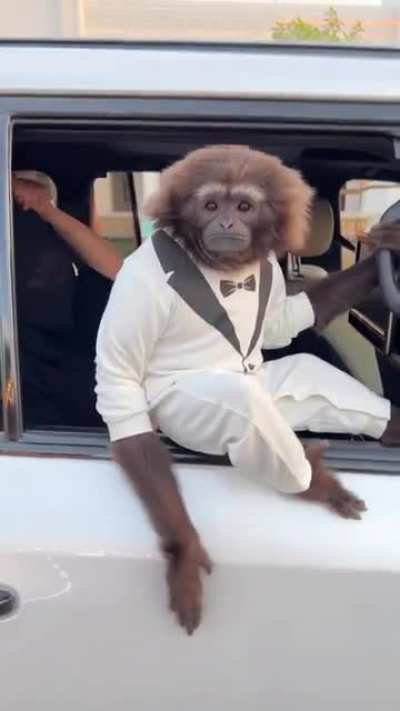 Be Amazed at this cute Monkey