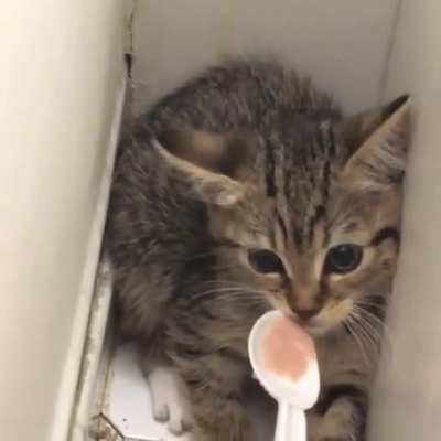 Kitten gave in to the foods