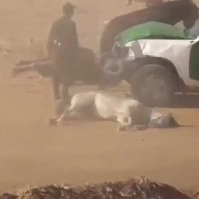 That's fucked up... Wonder how much money was invested in them horses,
