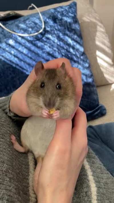 the only time I can get decent videos/photos of Scout is when she&rsquo;s eating (sound on for maximum cronch)