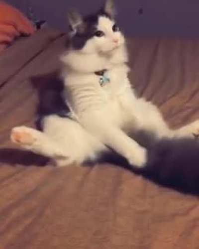 Cleaning his tail