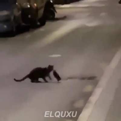 KO