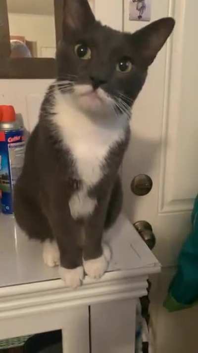 Spirit is very&rdquo;spirited&rdquo; when he wants OUT NOW!!