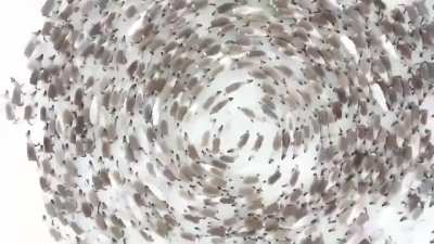 Reindeer cyclones on Russia&rsquo;s Kola Peninsula, Arctic Circle. A swirling mass of threatened reindeer stampeding in a circle making it impossible to target an individual- fawns are in the middle (credits: u/ohnoh18)