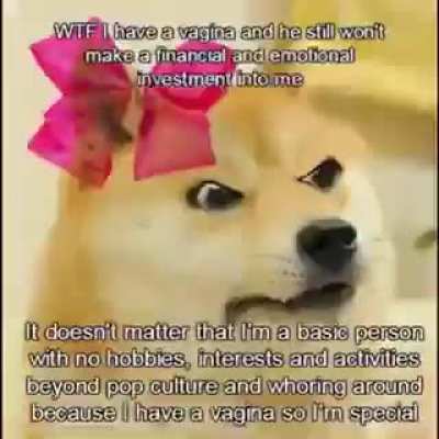 the comedic dog