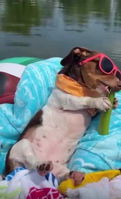 Doggie boss 😎