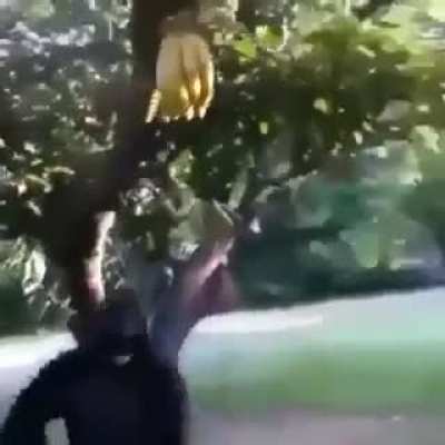 Banana did not like that