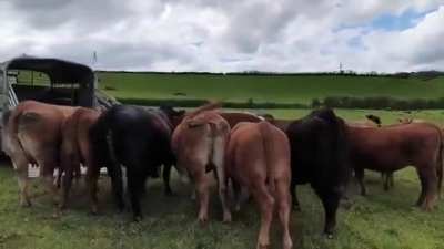 Samson, a breeding bull for hire, is greeted by a pasture full of cows.(No Context)