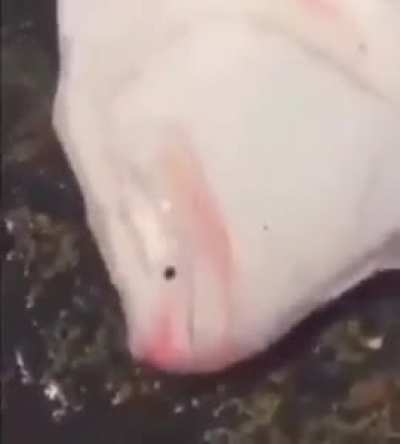 Cursed_fishscream