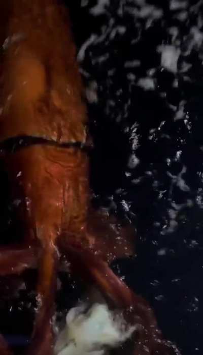 🔥recent footage taken of Giant Squid latched to bait line