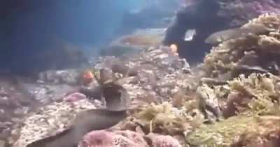 🔥 This little octopus literally riding on this eel to escape being eaten.