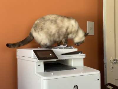 dulcinea is my office manager and she&rsquo;s very devoted to data security!