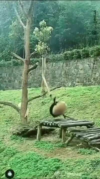 Чебурашки чебурахаются