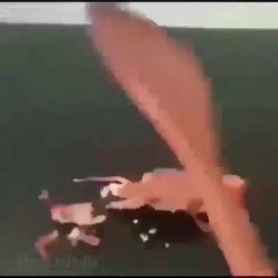 Mr. crab