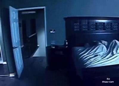 Cat &ldquo;haunting&rdquo;