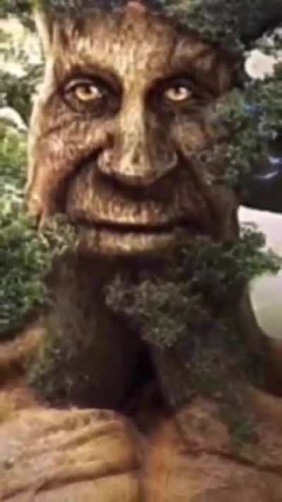 Tree🗿