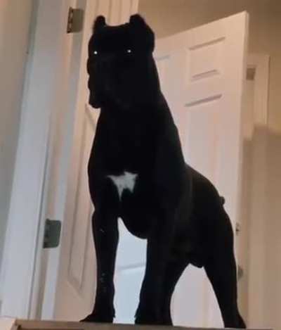 &ldquo;There is no good boy, only ZUUL&rdquo;