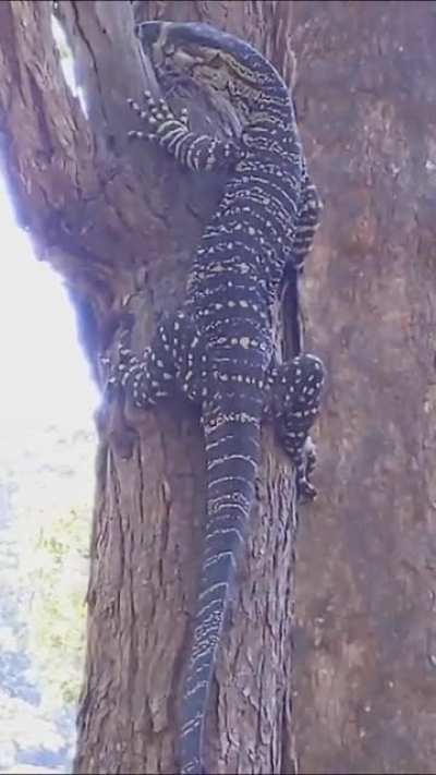 Lace monitor (Ku-ring-gai NP)