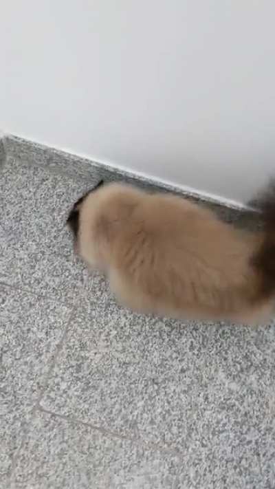 Coming home to an excited kitty after a long 4 hours away (sound on!)