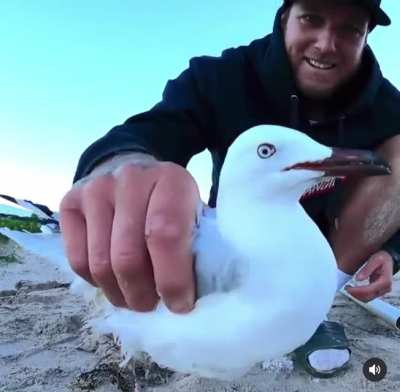 Seagull doesn&rsquo;t want to be saved
