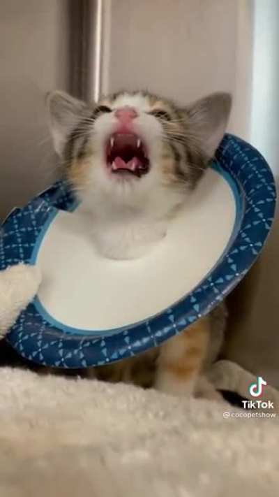I saw this on tiktactok today and ran here&hellip;
