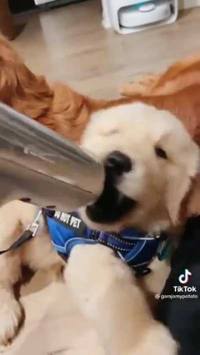 I like my puppies shaken not stirred