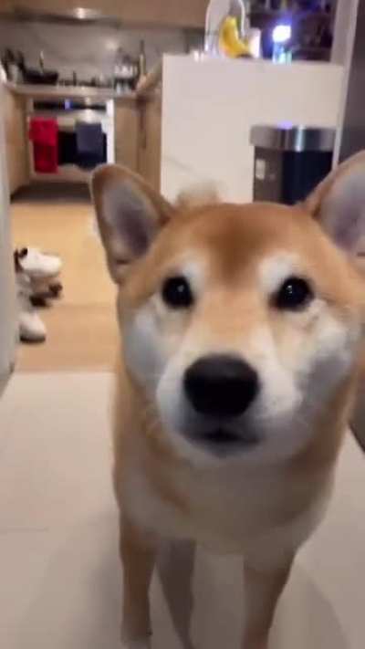 do he bite tho?