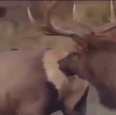 Oh deer&hellip;