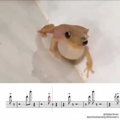 Musicunkus