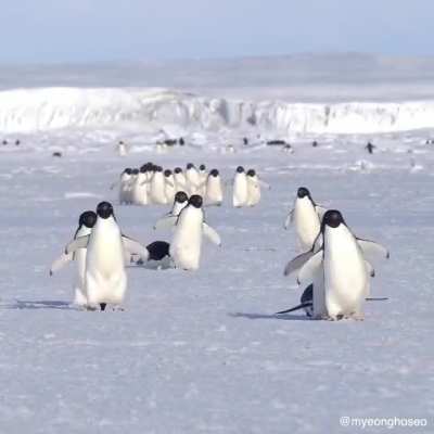 Though Ad&eacute;lie Penguins move with the famed &ldquo;penguin waddle&rdquo;, they are actually capable walkers who can cover long overland distances. In early spring, they may have to walk 31 miles from their onshore nests to reach open water.