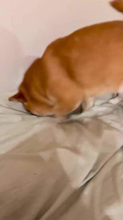 Momo doesn&rsquo;t always sleep on my bed, but when he does he needs to let me know whose bed it really is