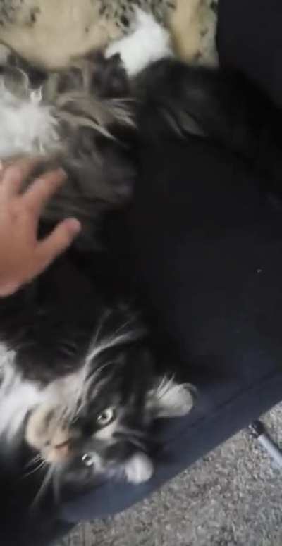 Hunt-A-Kitter